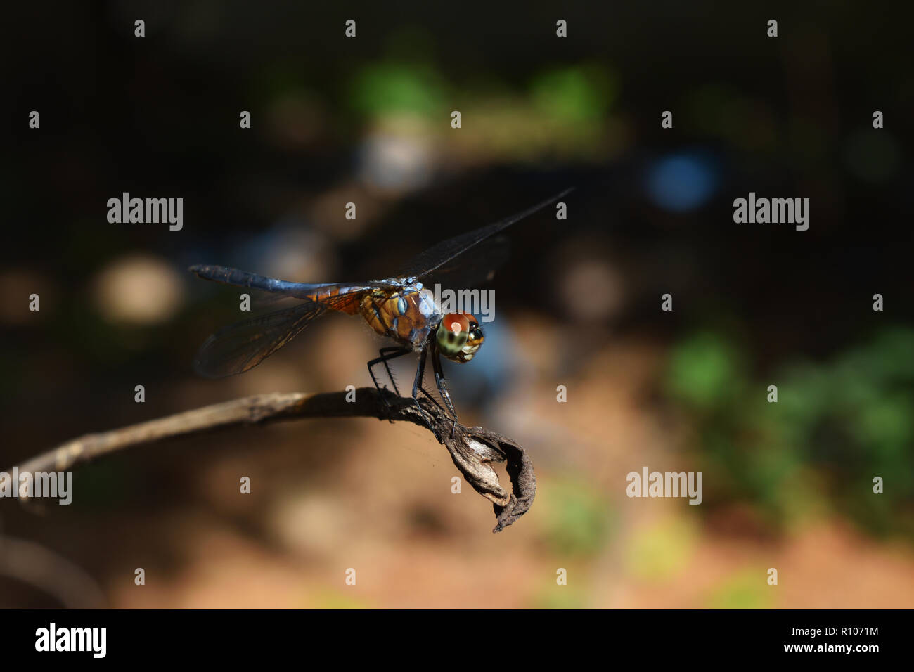Blu a forma di libellula dasher con pattern di giallo e arancione sul lato del corpo di appoggio rotto sul ramo di albero con sfondo naturale Foto Stock