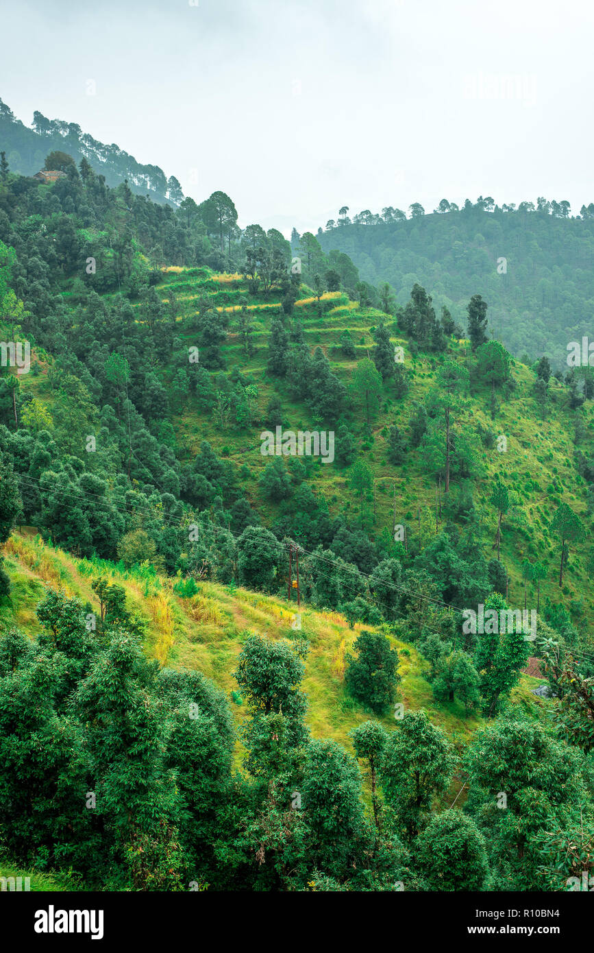 I campi di passo-passo - Paesaggio di Uttrakhand vicino Bhimtal / Nainital Foto Stock