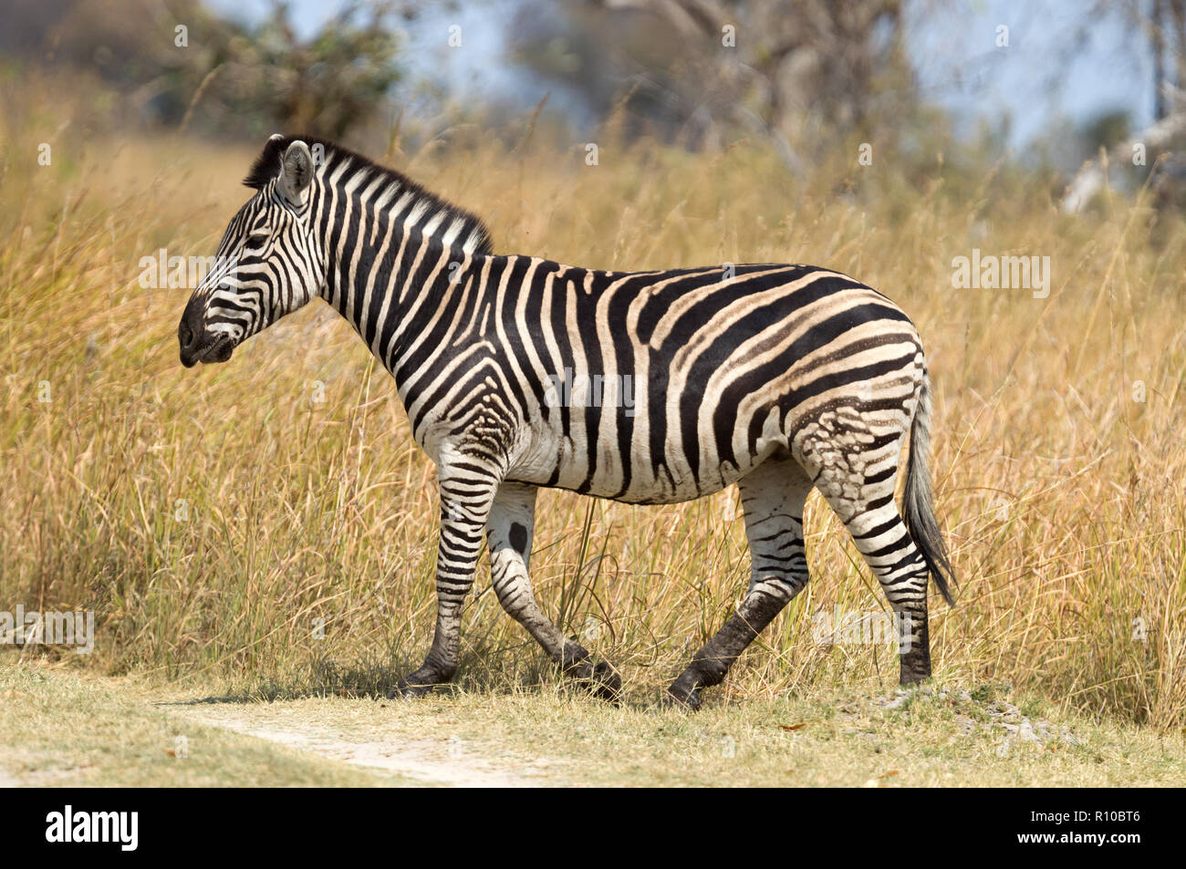 Damara zebra (Equus burchelli antiquorum) in Botswana Foto Stock