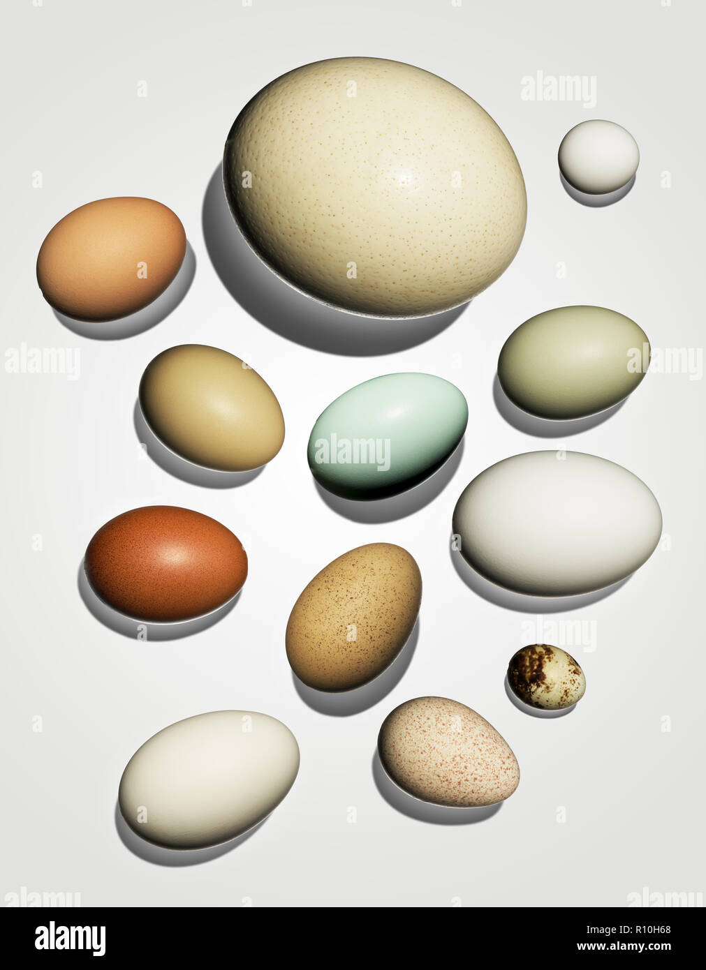 Raccolta delle uova, diverse dimensioni e colori, sfondo bianco Foto Stock