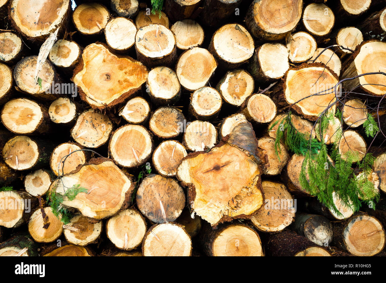 Sfondo di secco di legna da ardere spaccati logs impilati gli uni sugli altri in una pila Foto Stock