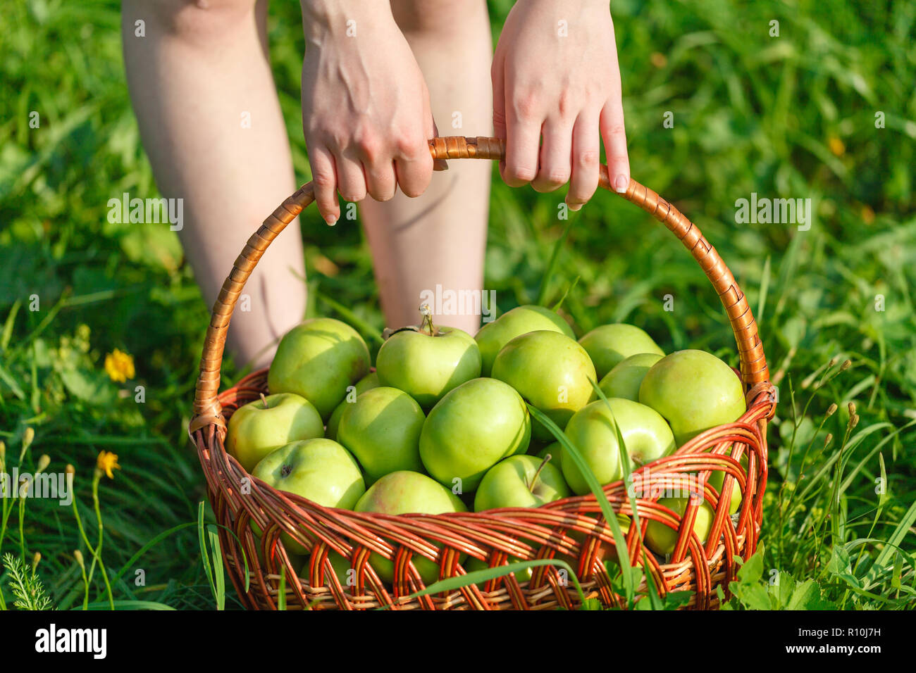 Cesto in Vimini con mele verdi su uno sfondo di erba Foto Stock