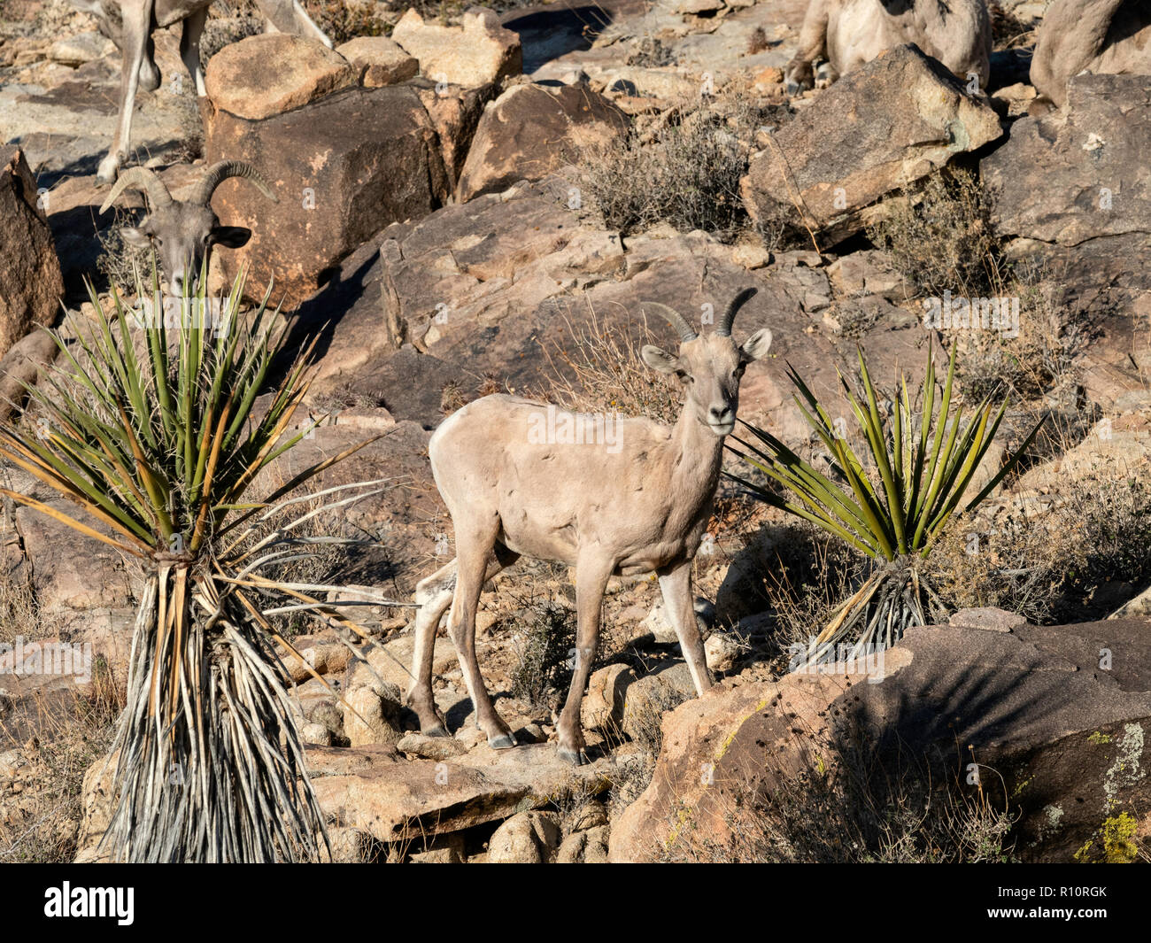 Una femmina adulta desert bighorn, Ovis canadensis nelsoni sul sentiero Split-Rock a Joshua Tree National Park, California, Stati Uniti d'America Foto Stock