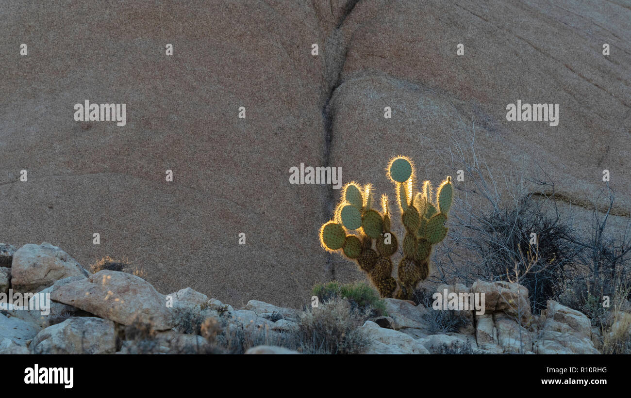 L' Opuntia retroilluminato, Parco Nazionale dal sentiero Split-Rock, CALIFORNIA, STATI UNITI D'AMERICA Foto Stock