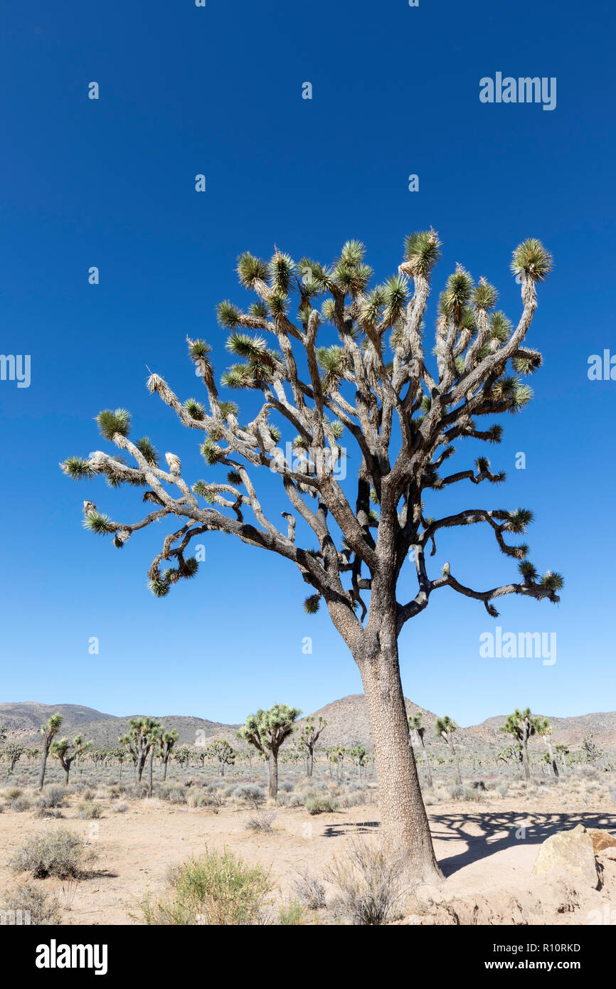 Joshua Tree, Yucca brevifolia a Joshua Tree National Park, California, Stati Uniti d'America Foto Stock