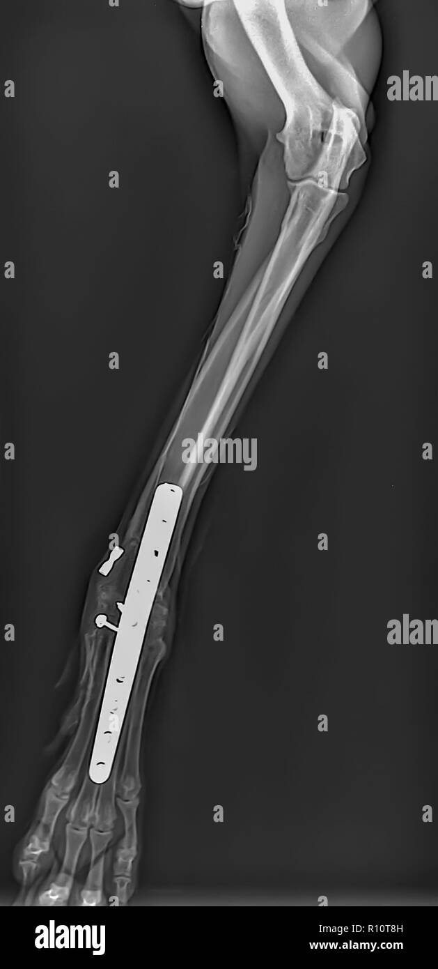Raggi X di un cane anteriori della gamba destra presso un ambulatorio veterinario. Fissaggio in metallo e le viti possono essere visto Foto Stock