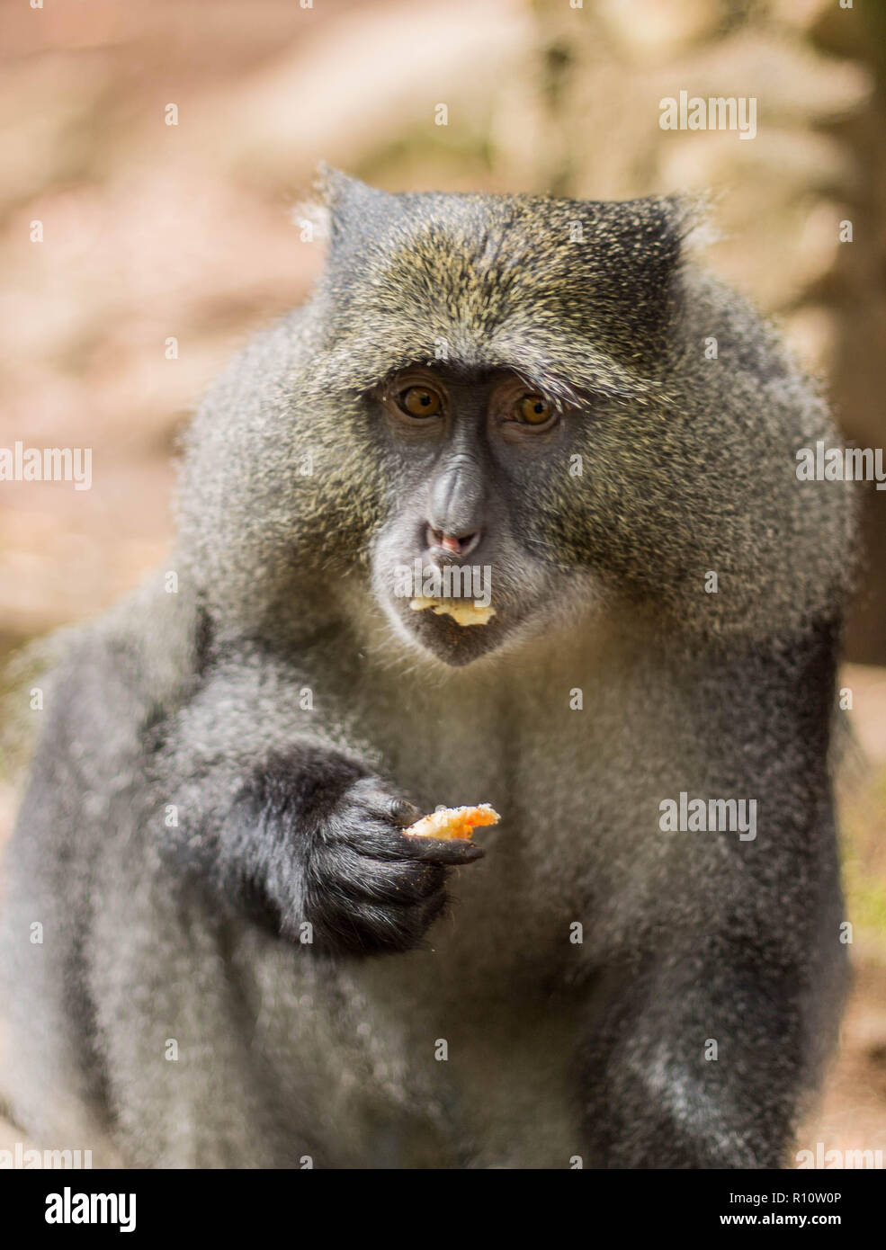 Monkey mangiare pane Foto Stock