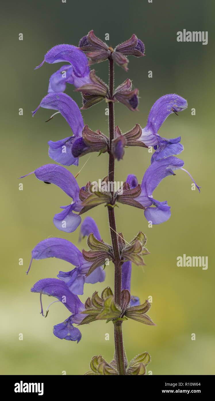 Meadow Clary, Salvia pratensis in fiore nel prato vecchio. Foto Stock