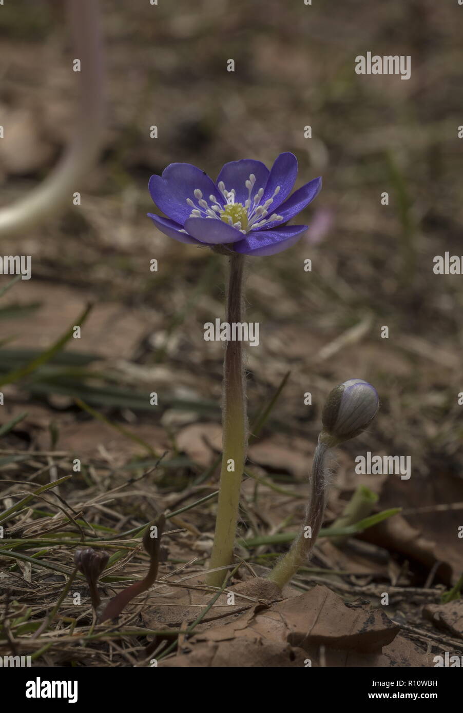 Hepatica, Hepatica nobilis, in fiore in primavera, appena dopo la neve-fuso. La Slovenia. Foto Stock
