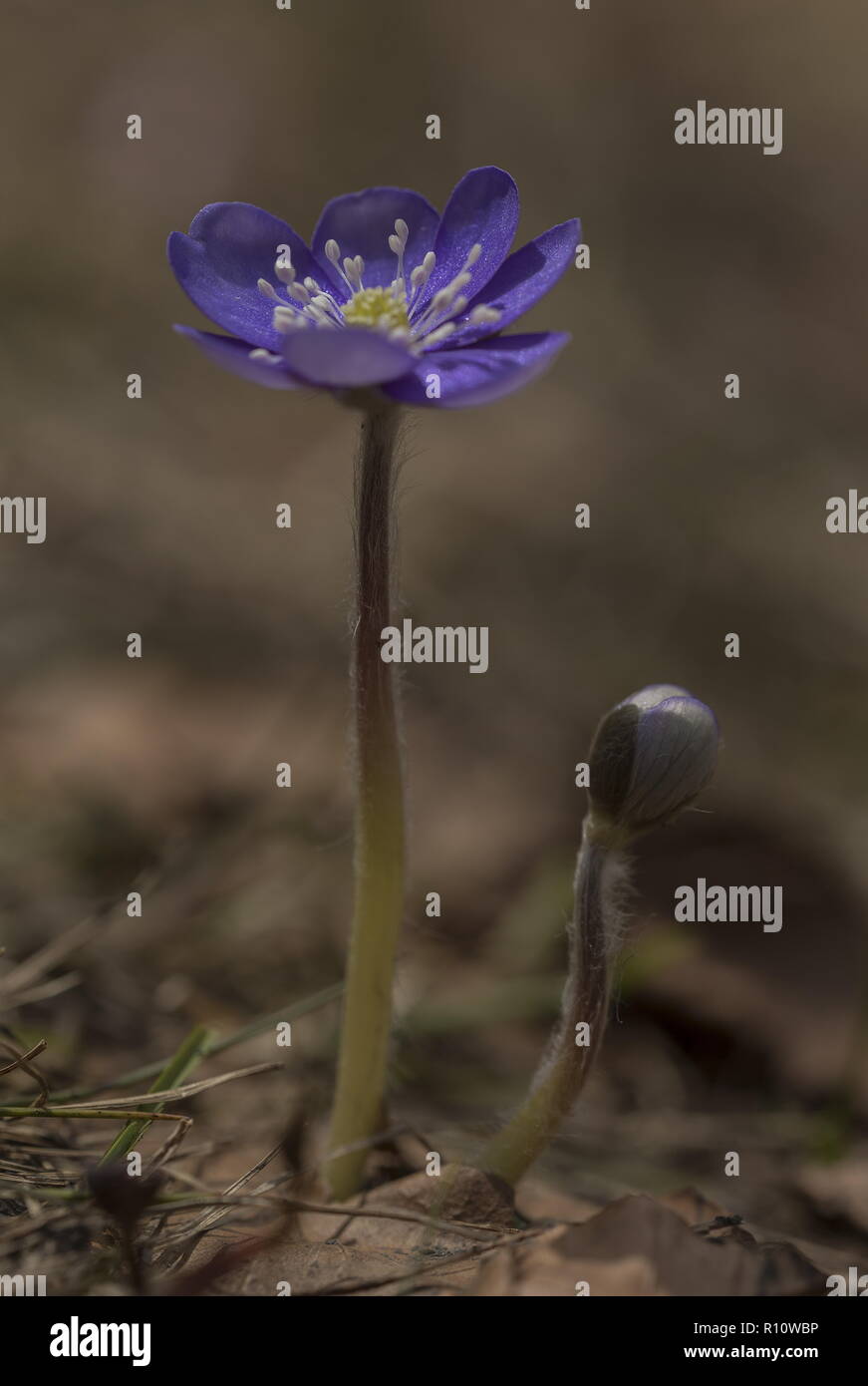 Hepatica, Hepatica nobilis, in fiore in primavera, appena dopo la neve-fuso. La Slovenia. Foto Stock
