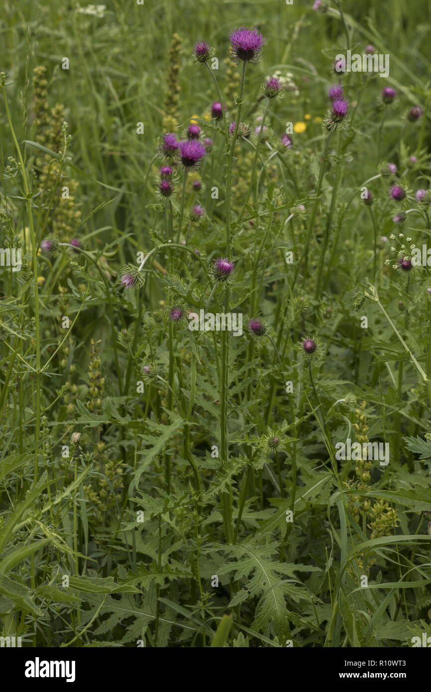 Alpine thistle, Carduus defloratus ssp. defloratus, in fiore, Slovenia. Foto Stock