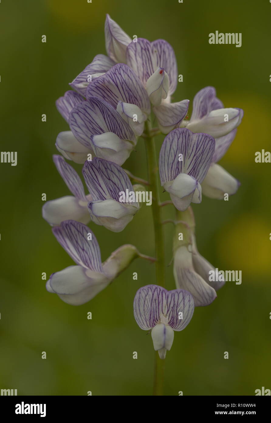 Il legno la veccia Vicia sylvatica in fiore nel prato vecchio. Foto Stock