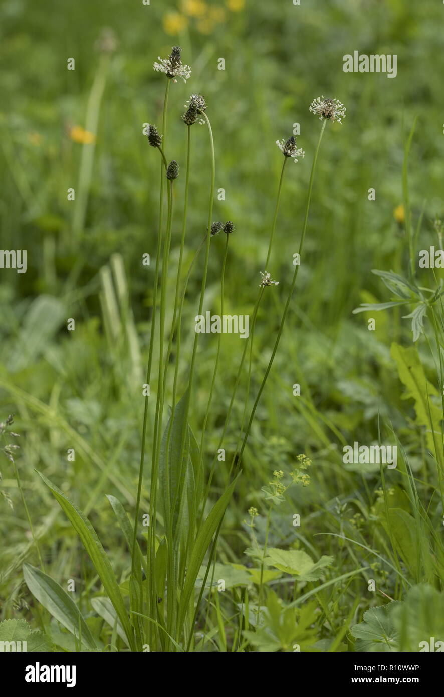 Ribwort piantaggine, planzago lanceolata, in fiore sul margine del campo. Foto Stock