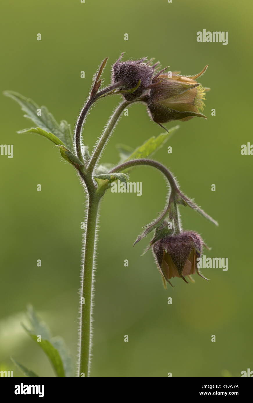 Acqua, avens Geum rivale in fiore nel prato umido, Foto Stock