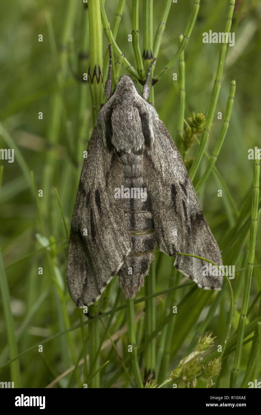 Pine Hawk-moth, Sphinx pinastri adulto depositatesi su di equiseto in pine-radura. Foto Stock
