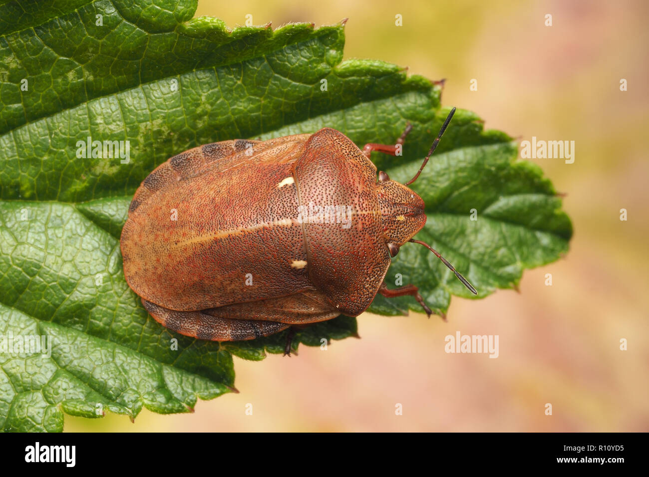 Vista dorsale di tartaruga Shieldbug (Eurygaster "testudinaria) seduta sulla foglia. Tipperary, Irlanda Foto Stock