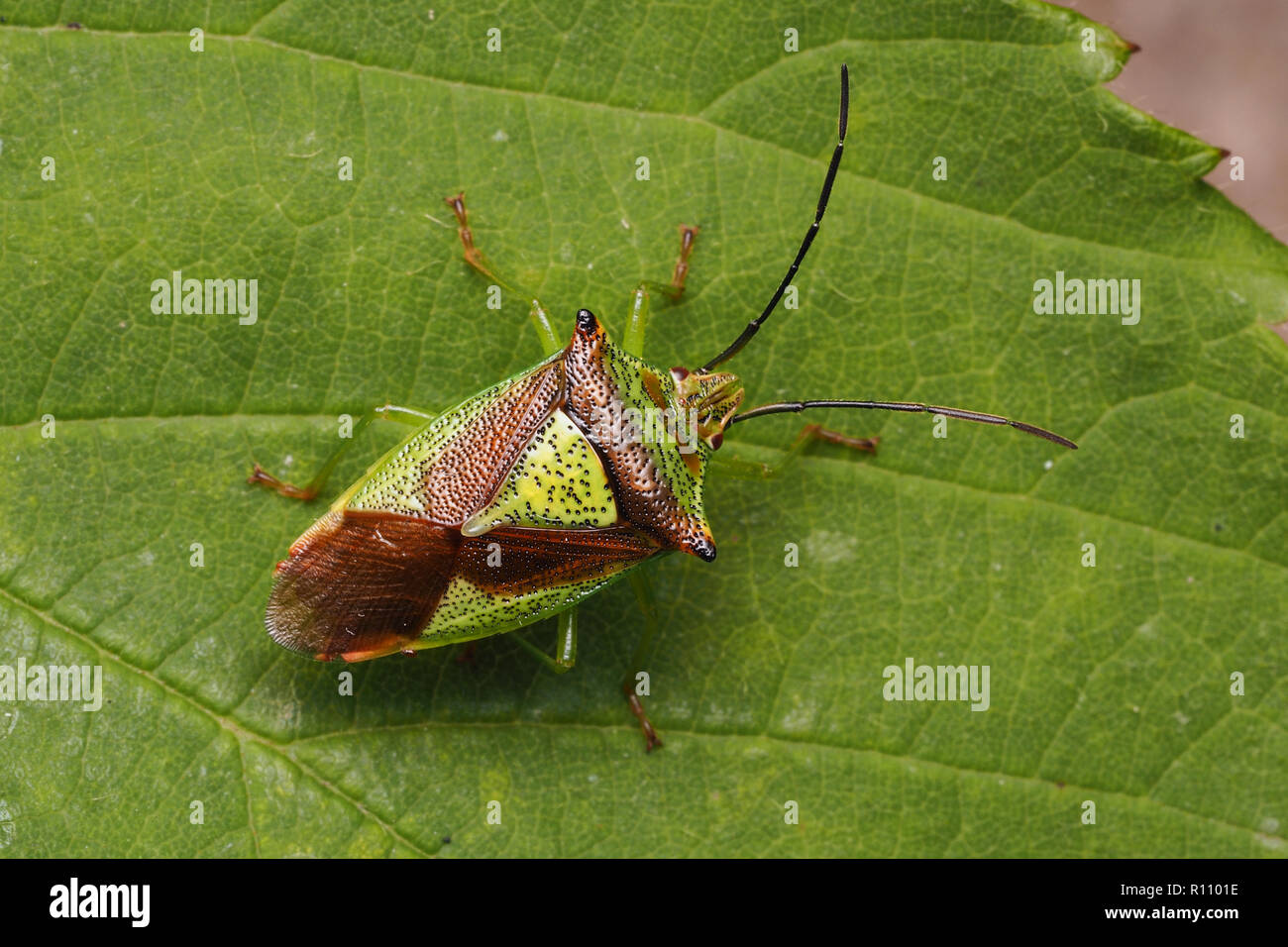 Vista dall'alto in basso di un Biancospino Shieldbug (Acanthosoma haemorrhoidale) a riposo sulla foglia. Tipperary, Irlanda Foto Stock
