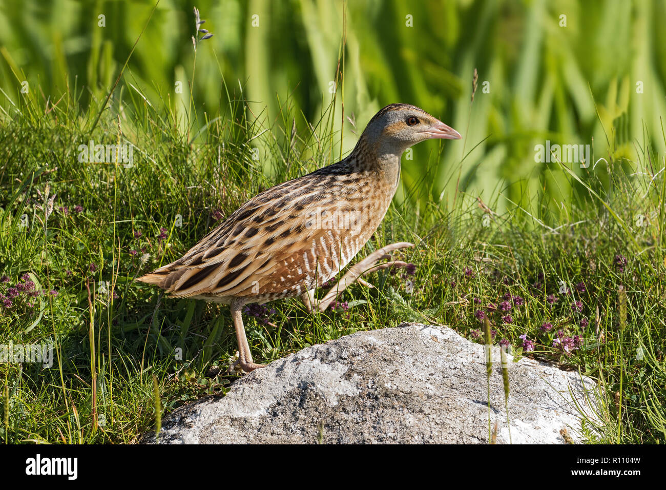 Re di Quaglie, Crex crex Foto Stock