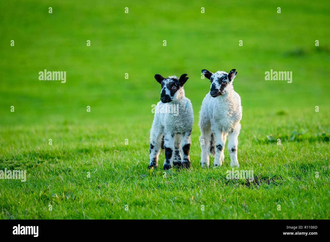 2 piccoli agnelli carino con orecchie, in piedi a fianco a fianco insieme, guardando nella stessa direzione in una fattoria campo in primavera. Yorkshire, Inghilterra, GB, UK. Foto Stock