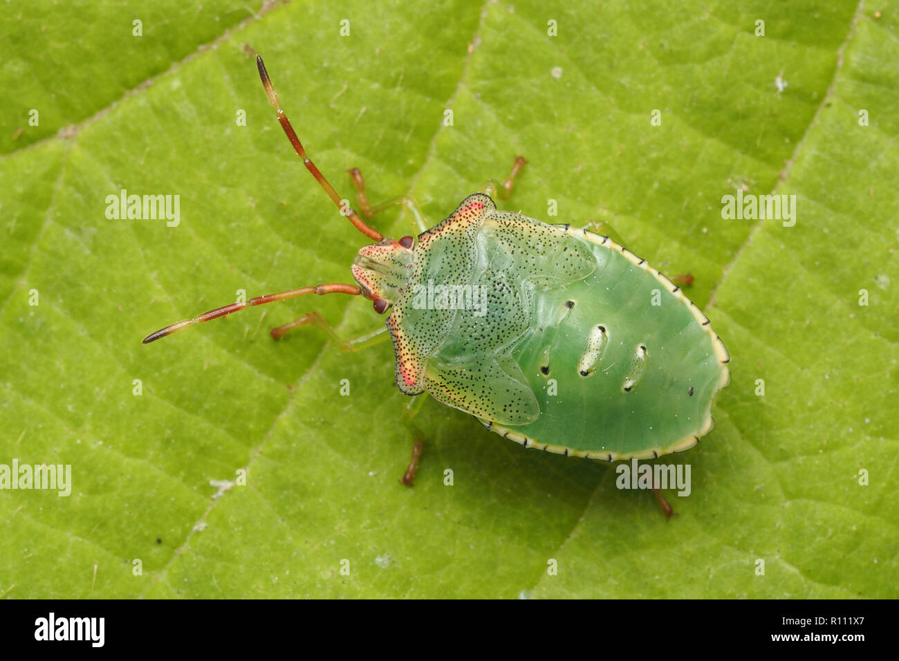 Vista dall'alto in basso di biancospino Shieldbug finale ninfa instar (Acanthosoma haemorrhoidale) sulla foglia. Tipperary, Irlanda Foto Stock