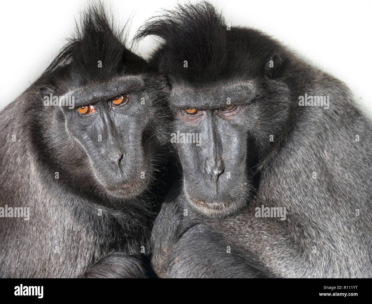 Celebes crested macaque Macaca nigra noto anche come crested macaco nero, Sulawesi crested macaco o il black ape maschio e femmina Foto Stock