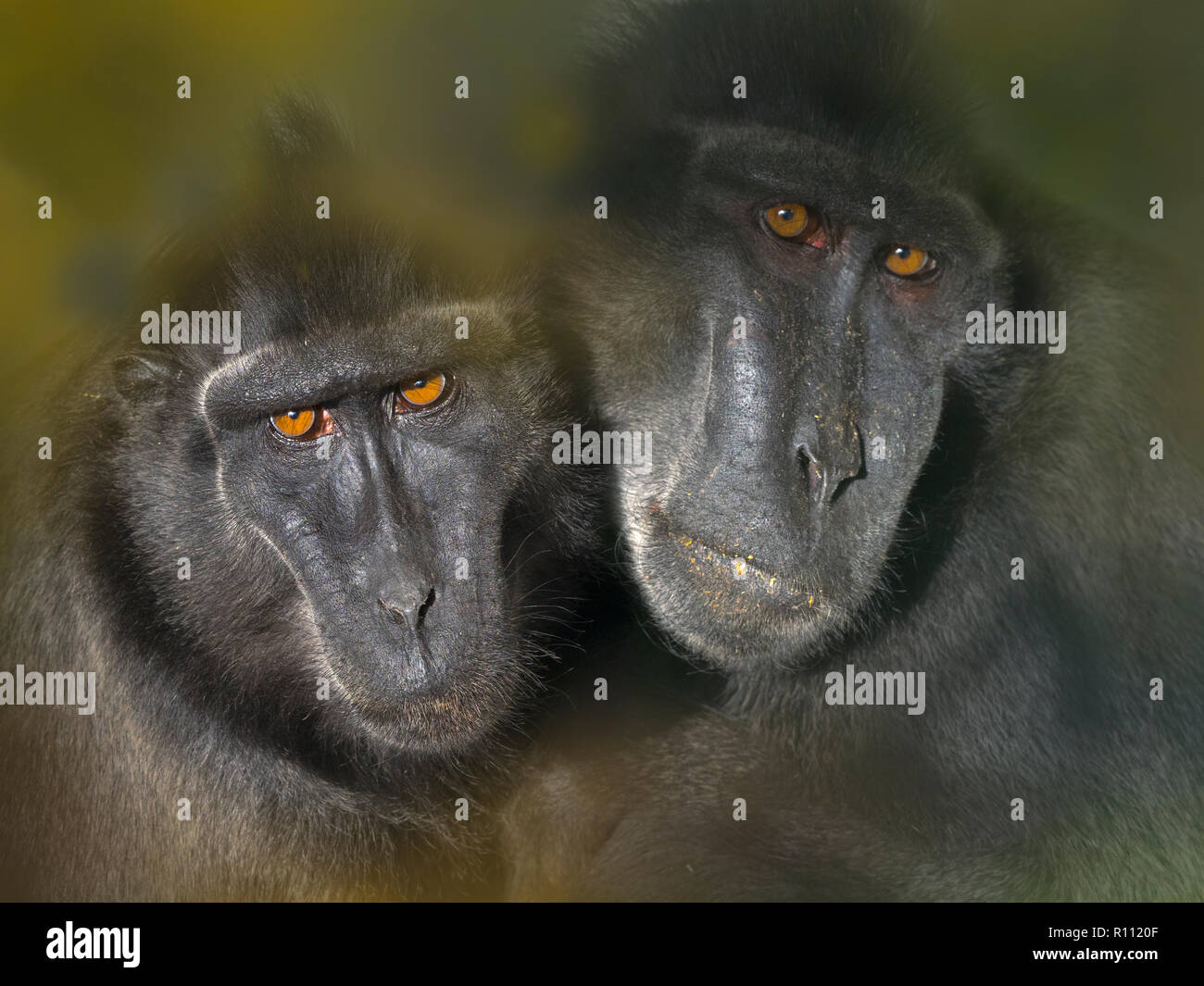 Celebes crested macaque Macaca nigra noto anche come crested macaco nero, Sulawesi crested macaco o il black ape maschio e femmina Foto Stock