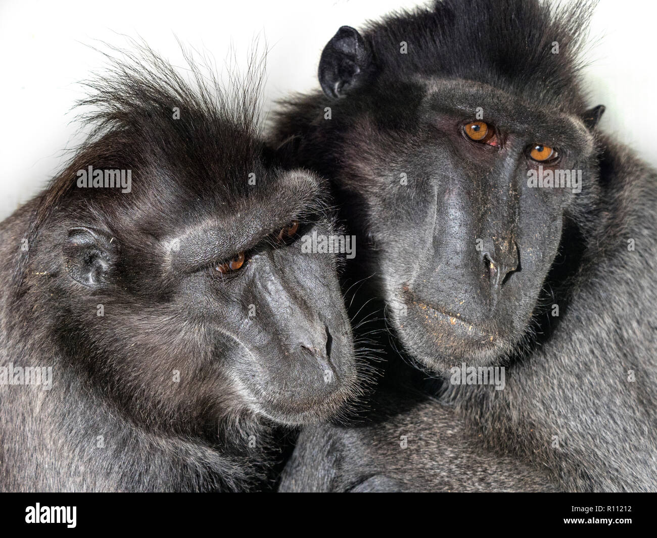 Celebes crested macaque Macaca nigra noto anche come crested macaco nero, Sulawesi crested macaco o il black ape maschio e femmina Foto Stock