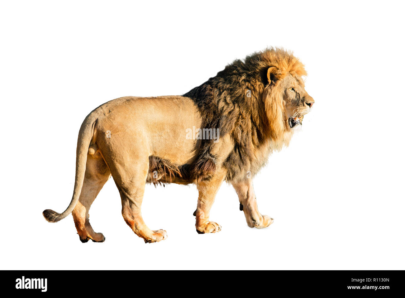 Lion su sfondo bianco Foto Stock