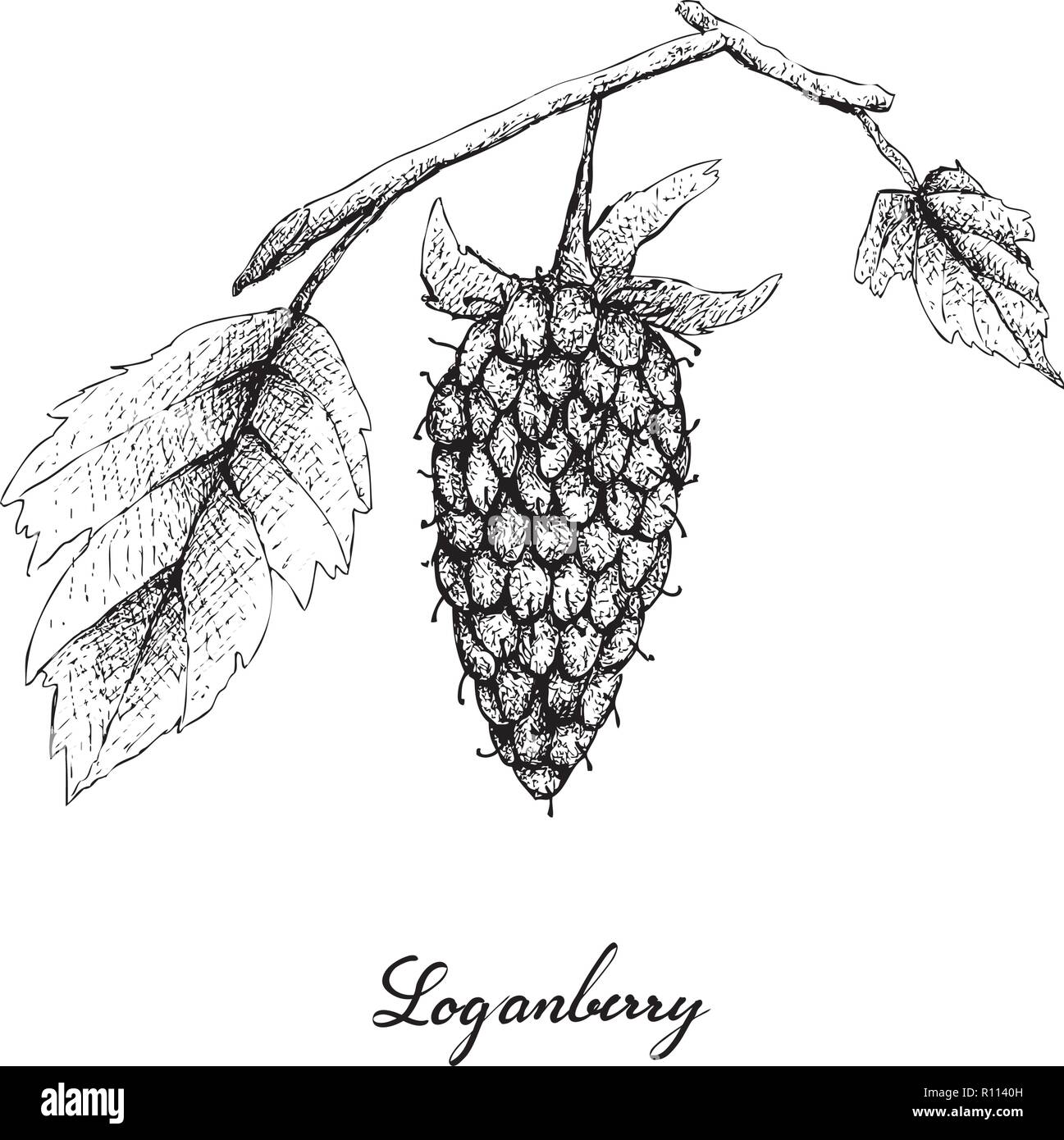 Frutti di bosco e illustrazione di mano il bozzetto freschi e deliziosi Loganberry con foglie verdi isolati su sfondo bianco. Alto in vitamina C e B. Illustrazione Vettoriale