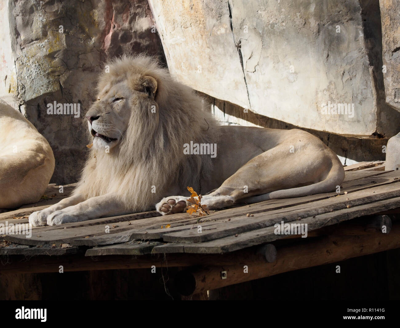 Grande maschio di leone africano in appoggio, fotografato in Rhenen zoo, Paesi Bassi Foto Stock