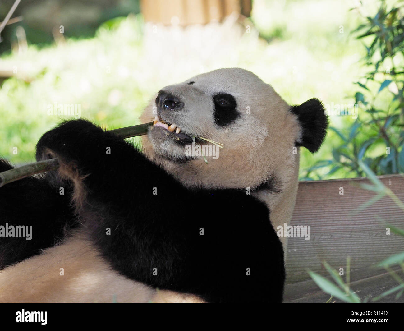 Gigantesco orso panda sdraiato mentre mangiando bambù, lo zoo di Rhenen, Paesi Bassi. Panda orsi sono molto rare in giardini zoologici al di fuori della Cina, a causa della loro speciale di Foto Stock