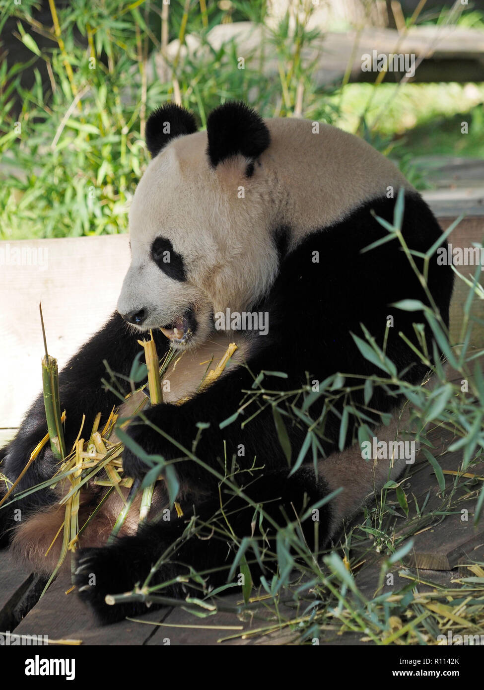 Gigantesco orso panda seduto mentre mangiando bambù, lo zoo di Rhenen, Paesi Bassi. Panda orsi sono molto rare in giardini zoologici al di fuori della Cina, a causa della loro dieta speciale. Foto Stock