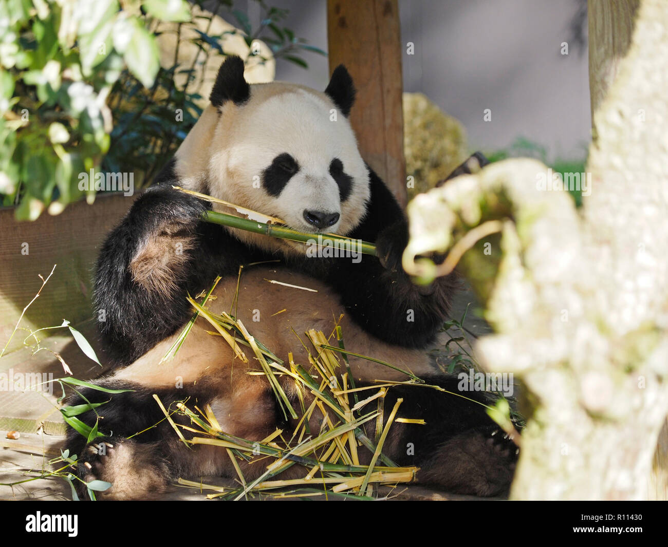 Gigantesco orso panda seduto mentre mangiando bambù, lo zoo di Rhenen, Paesi Bassi. Panda orsi sono molto rare in giardini zoologici al di fuori della Cina, a causa della loro dieta speciale. Foto Stock