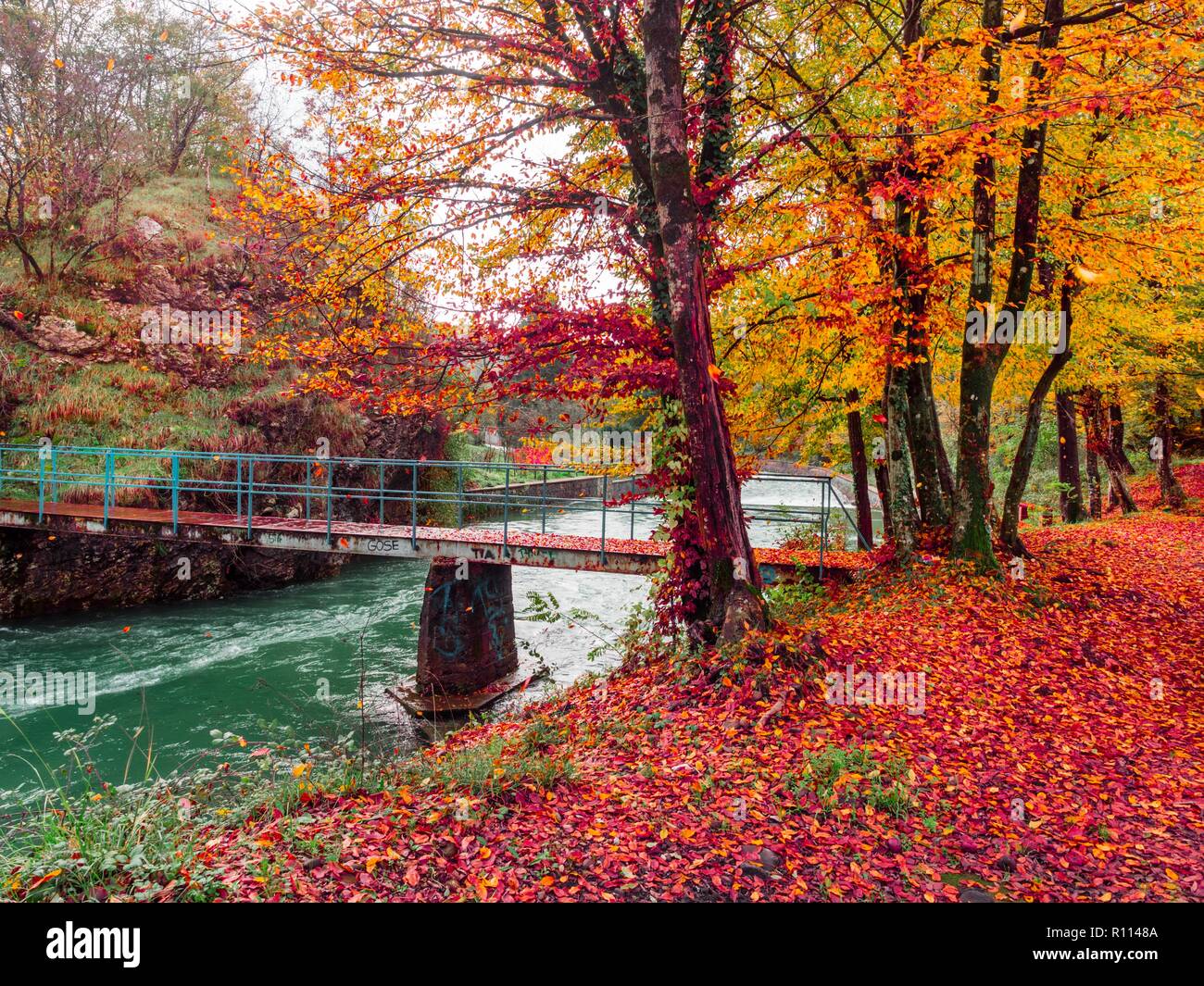 Rosso di stordimento Autumn Fall paesaggio naturale che scorre il fiume ponte di piccole foglie che cadono da numerose essenze lungo riverline Lukezi vicino a Rijeka in Croazia Foto Stock