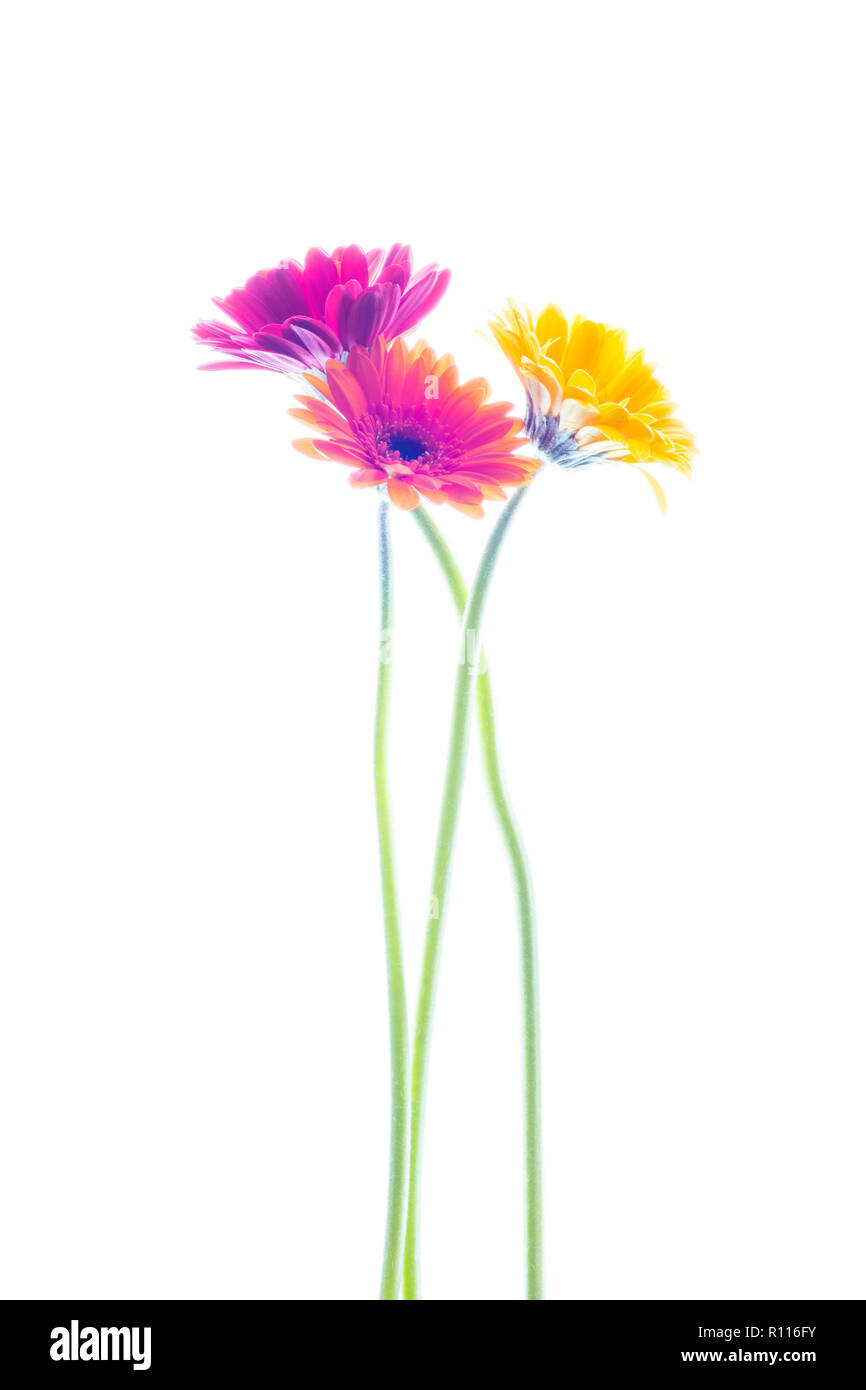 Interpretazione artistica di fiori di Gerbera contro uno sfondo bianco Foto Stock