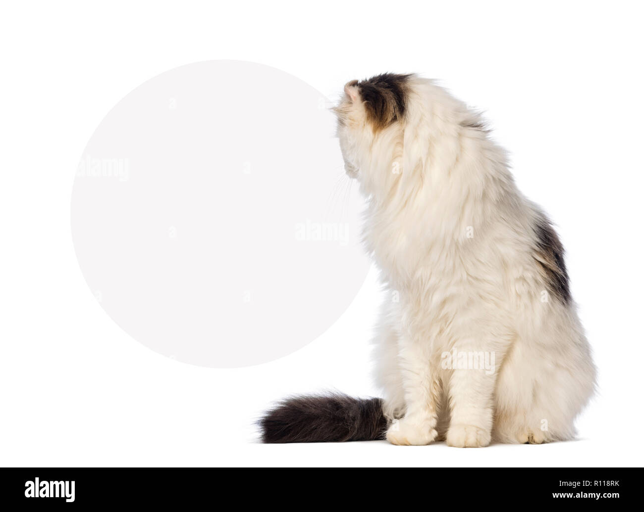 American Curl seduto e guardando indietro a un segno bianco Foto Stock