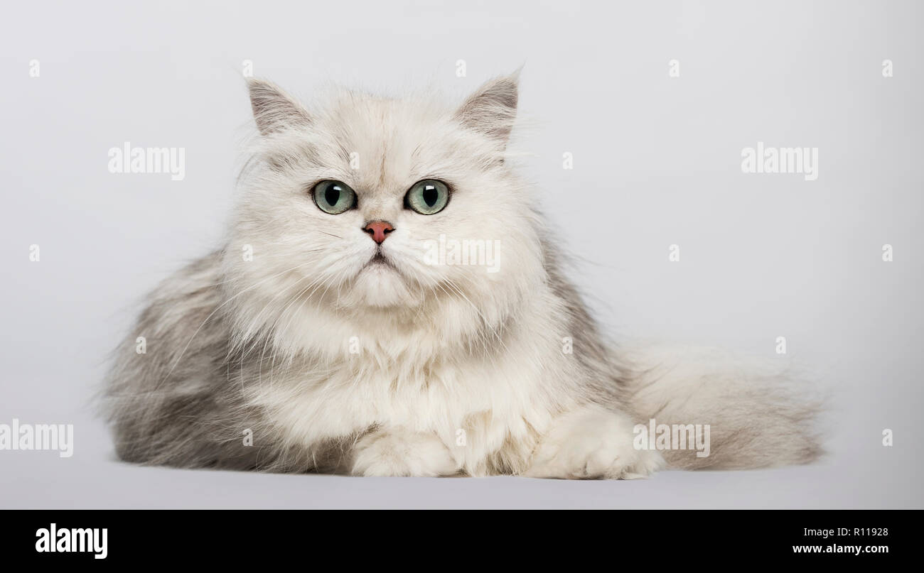 Il persiano (2 anni) Foto Stock