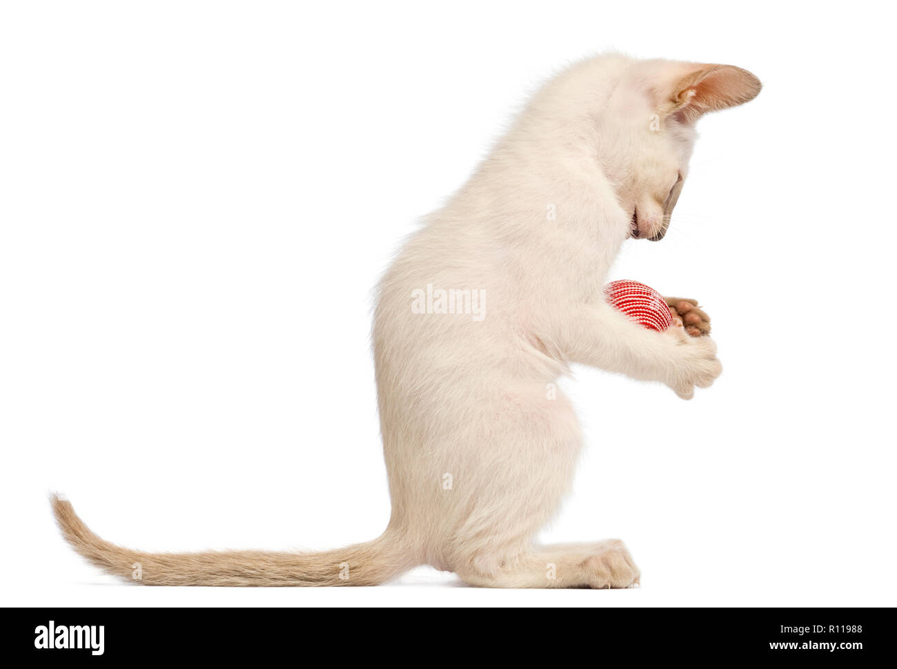 Oriental Shorthair kitten, 9 settimane, giocare con la palla contro uno sfondo bianco Foto Stock