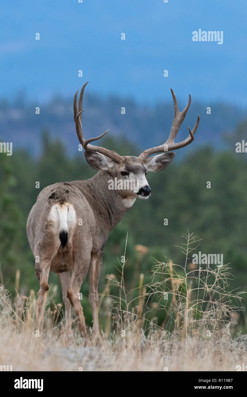 Mule Deer Buck (Odocoileus hemionus), America del Nord Foto Stock