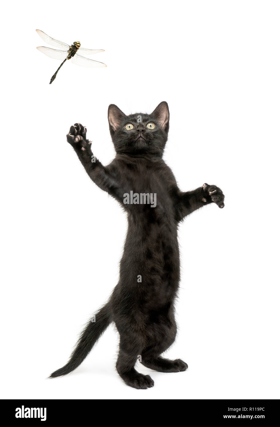 Gattino nero in piedi sulle zampe posteriori e cercando di catturare una libellula battenti Foto Stock