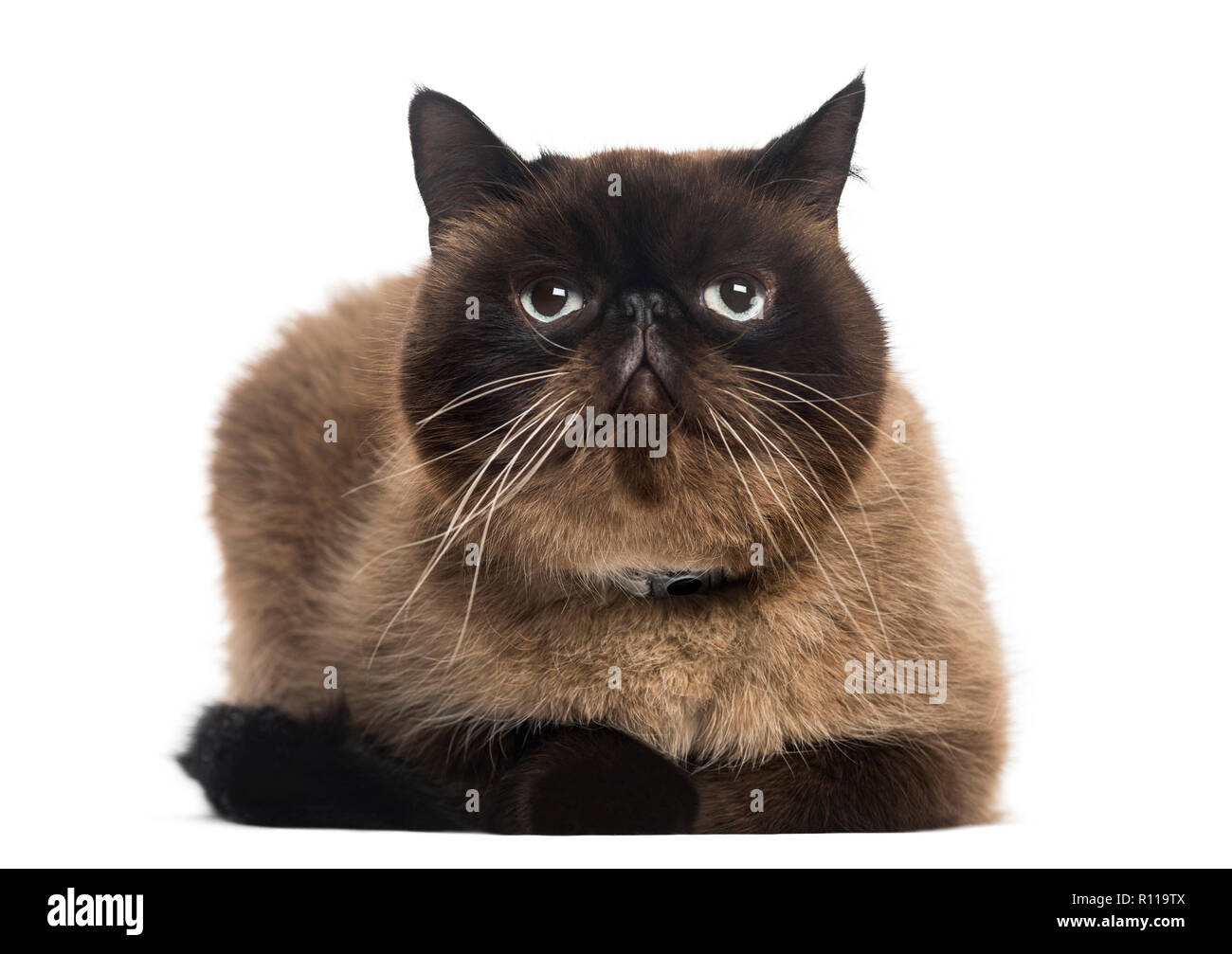 Il persiano (2 anni) Foto Stock