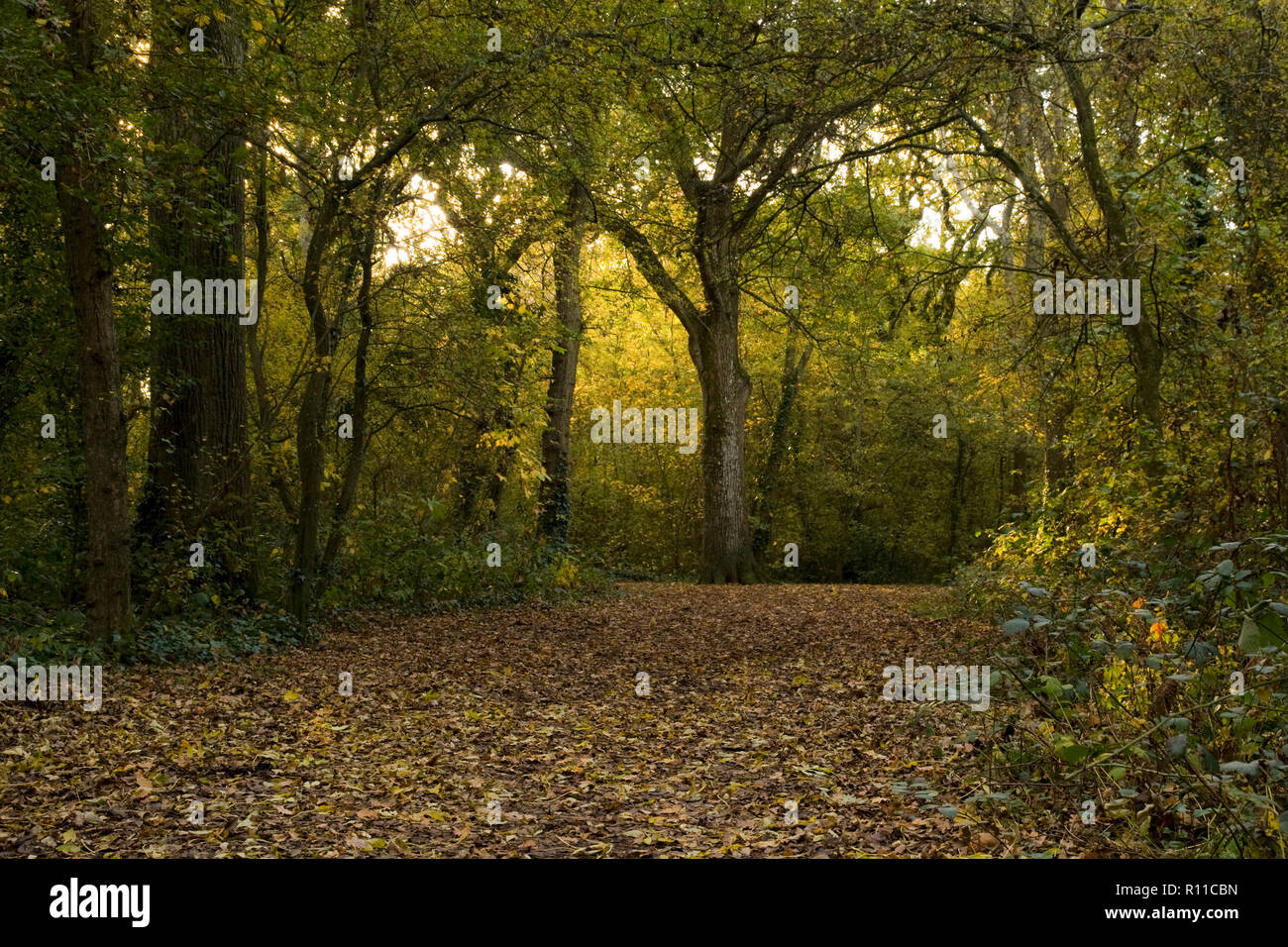 In autunno gli alberi ad Hampden Park, Eastbourne, East Sussex Foto Stock