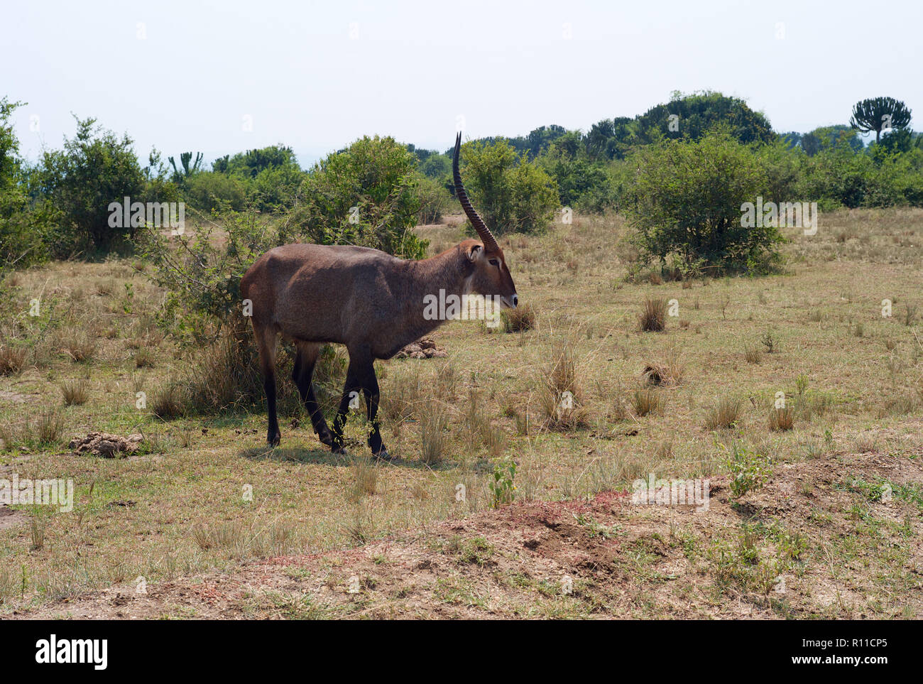 Un Waterbuck con lunghe corna trotto attraverso la boccola in Uganda Foto Stock