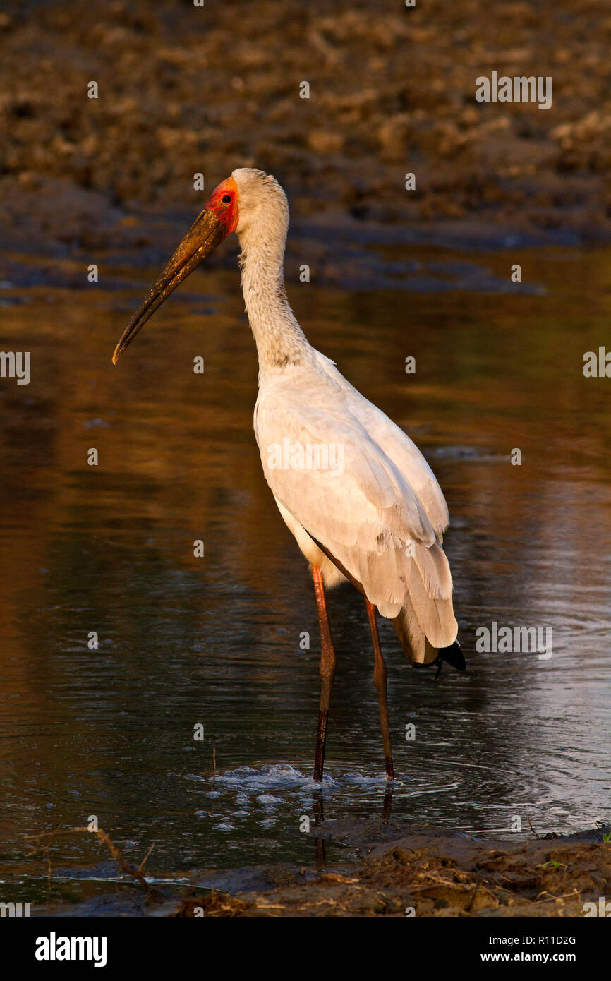 Un giallo-fatturati Stork sorge in un pool di asciugatura nel fiume Katuma bed approfittando di una sovrabbondanza di cibo strappi pesci che non hanno avuto la possibilità Foto Stock