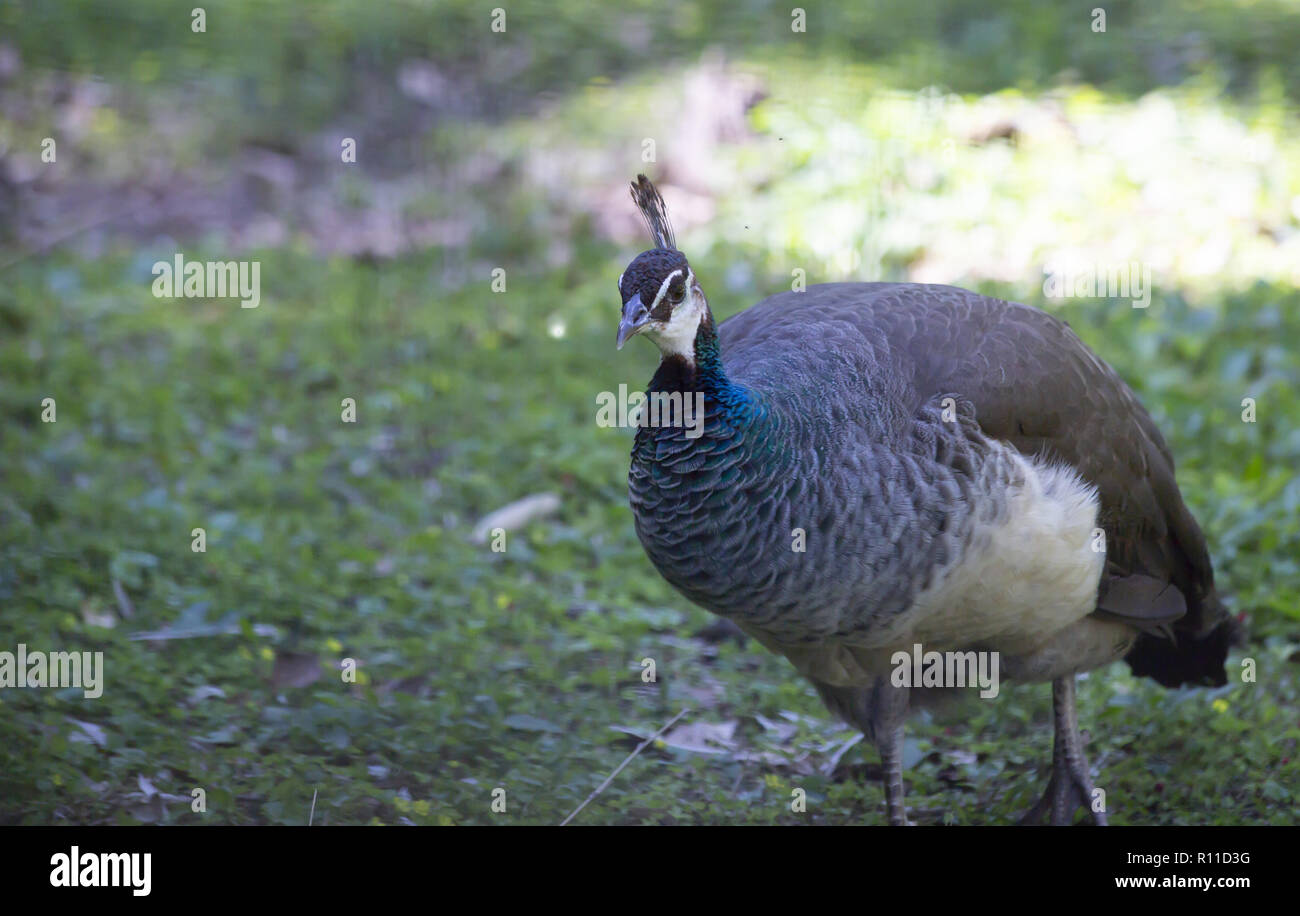 Fagiano Foto Stock