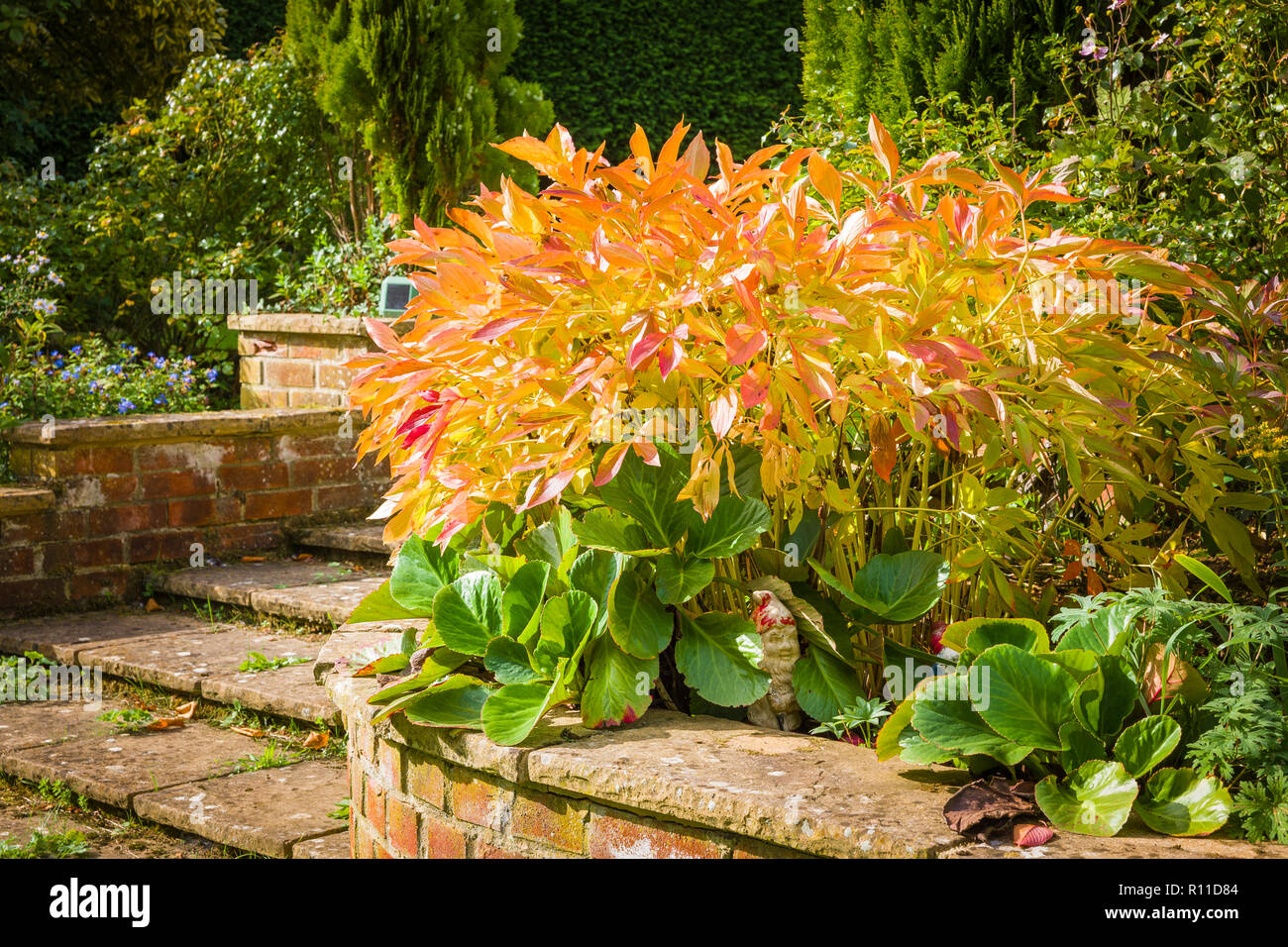 La splendida fiori di peonia ciotola di bellezza sono andato lungo. Ora è autunno e la pianta continures a si prega di come la sua svolta di foglie di giallo maturo un Foto Stock