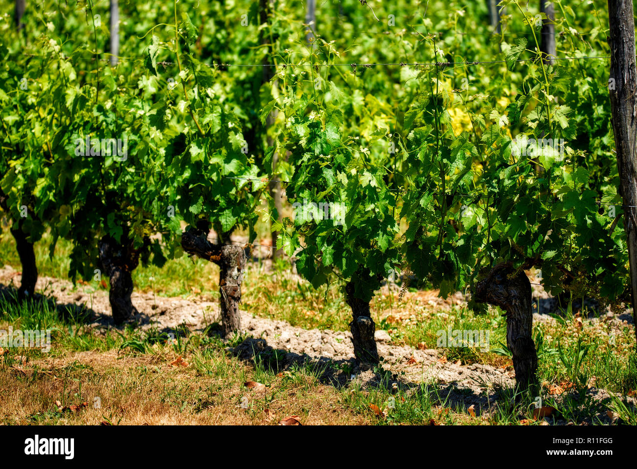 Saint Emilion, Gironde, Aquitania, in Francia, in Europa Foto Stock