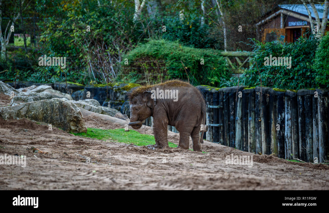 Splendido scenario autunnale nel Derbyshire, Inghilterra - Paesaggi sorprendenti e impressionante architettura - Lo Zoo di Chester Foto Stock