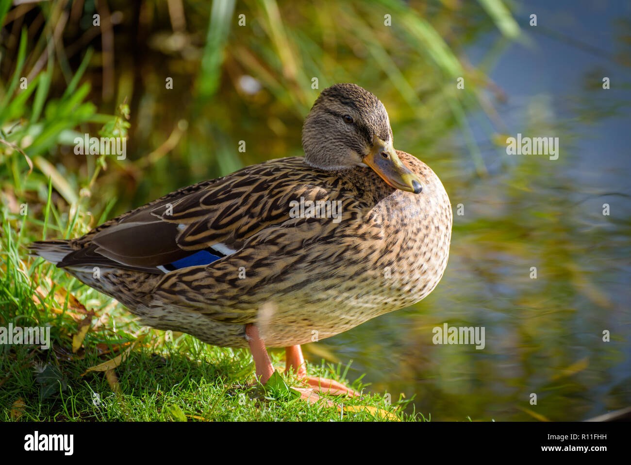 Splendido scenario autunnale nel Derbyshire, Inghilterra - Paesaggi sorprendenti e impressionante architettura - Lo Zoo di Chester Foto Stock