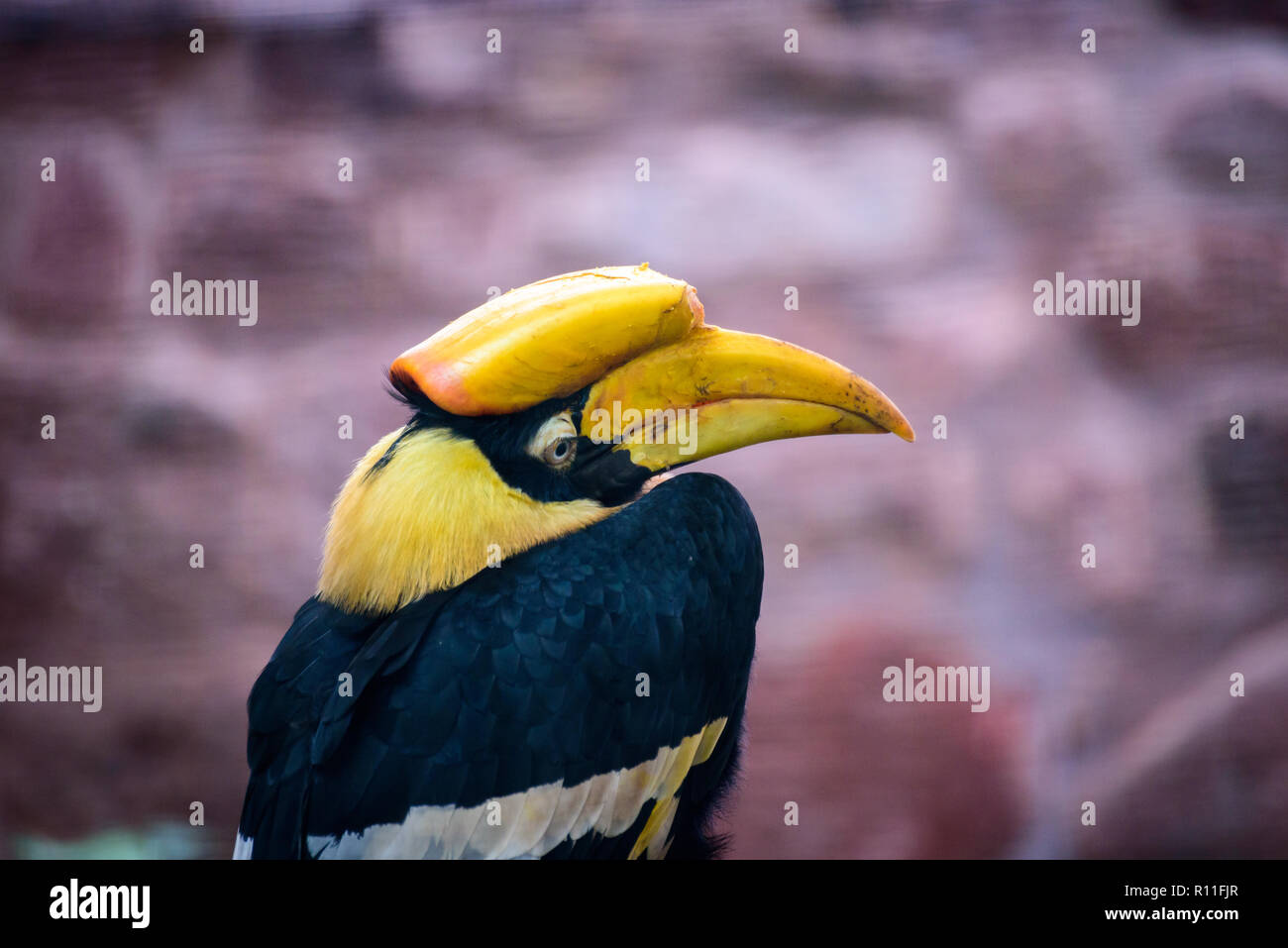 Splendido scenario autunnale nel Derbyshire, Inghilterra - Paesaggi sorprendenti e impressionante architettura - Lo Zoo di Chester Foto Stock